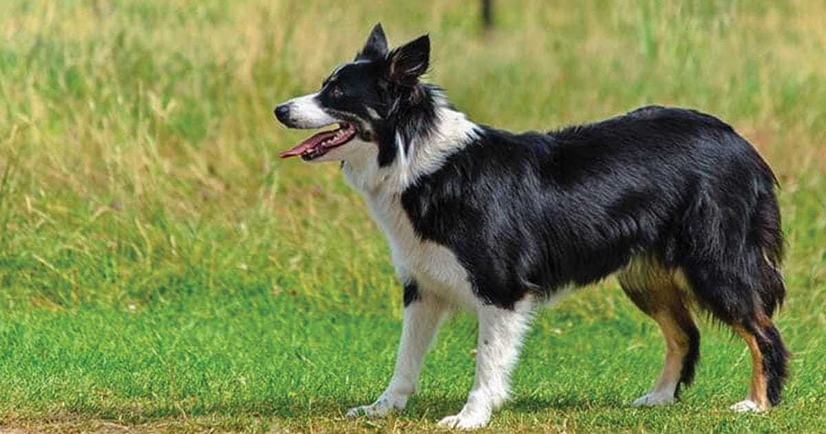 Discover the Border Collie Australian Shepherd Mix - Dog's Name