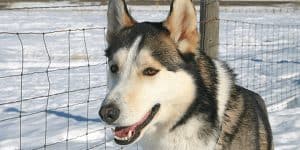 German Shepherd Husky Mix