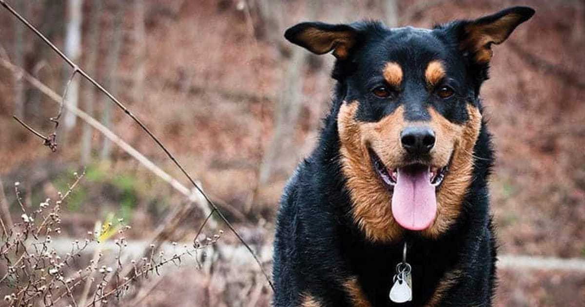 German Rottweiler Mix – The Complete Guide - My Dog's Name