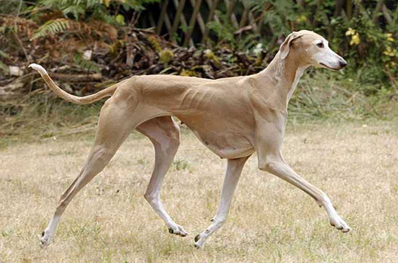 African dog breeds - Azawakh