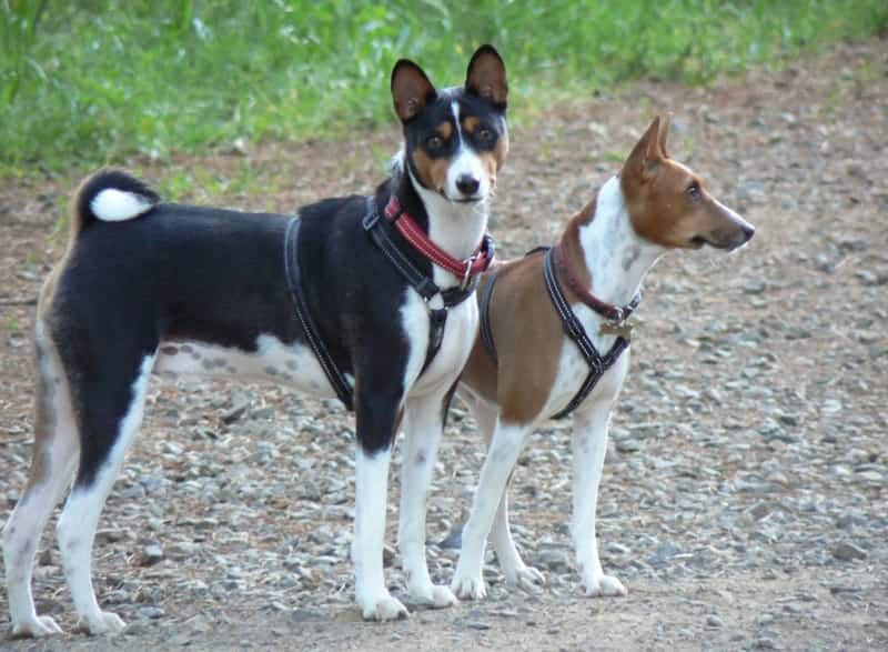 9 Incredible African Dog Breeds You Need To Meet My Dog s Name