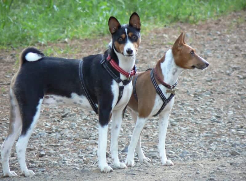 Quiet dog breeds - Basenji