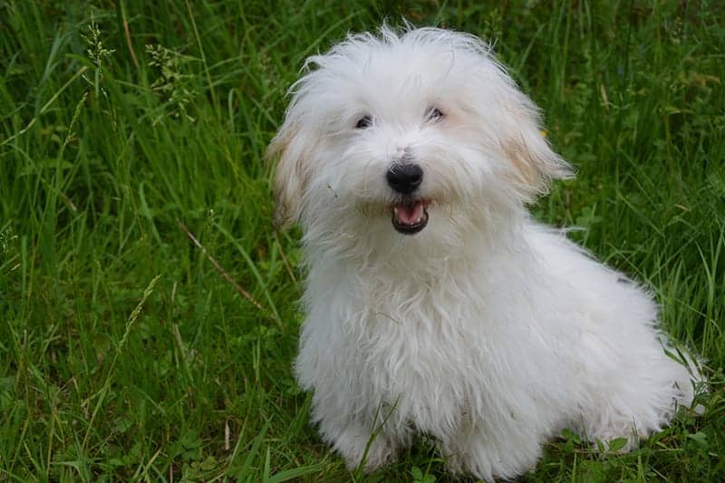 African dog breeds - Coton De Tulear