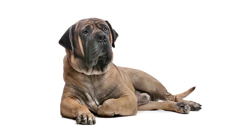 African Dog Breeds - Boerboel