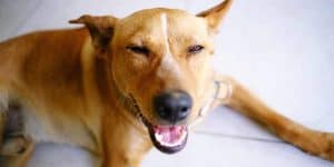 dog puns - dog laughing