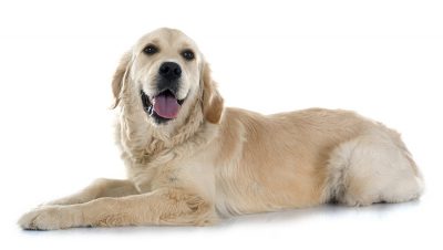 125+ Unisex Dog Names - Perfect for Your Pup! - My Dog's Name