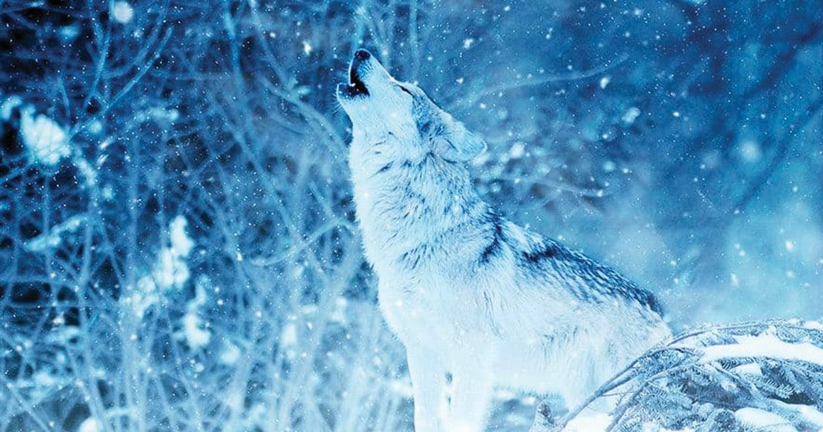 Wolf Names - [265+ Powerful Names & Meanings] - My Dog's Name