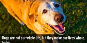 pet loss quote
