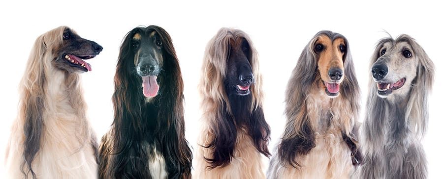 group of afghan hound breed photo
