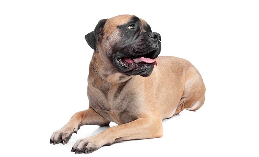 a Bullmastiff dog on a white background