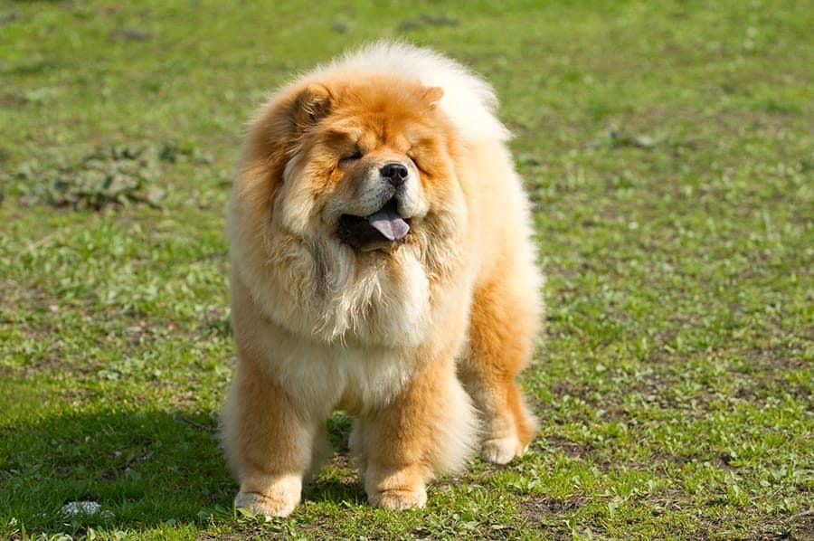big chow chow dog standing on grass
