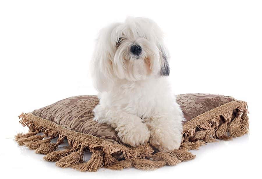 coton de tulear breed laying down