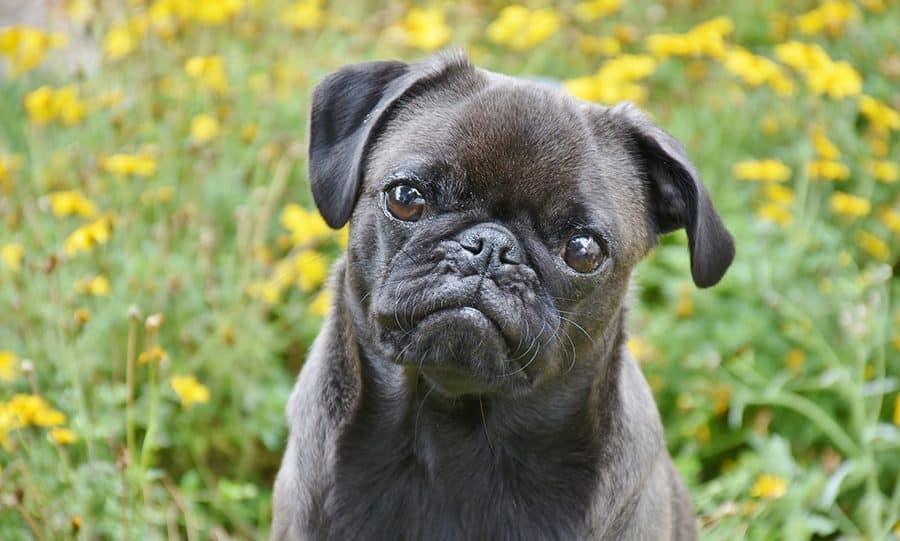 pug in yellow flowers