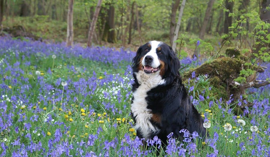 Flower Names for Dogs