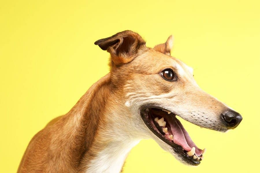 greyhound breed photo