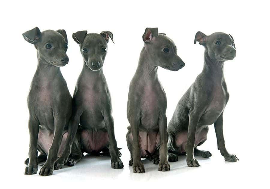 four italian greyhound puppies