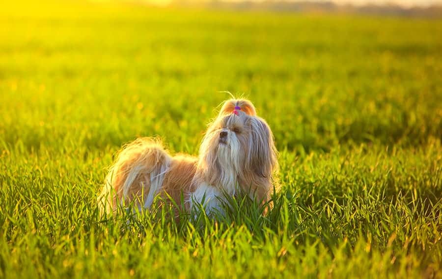 cute dog in grass