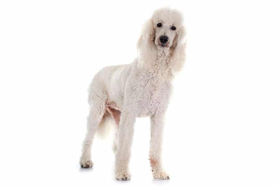 poodle breed photo