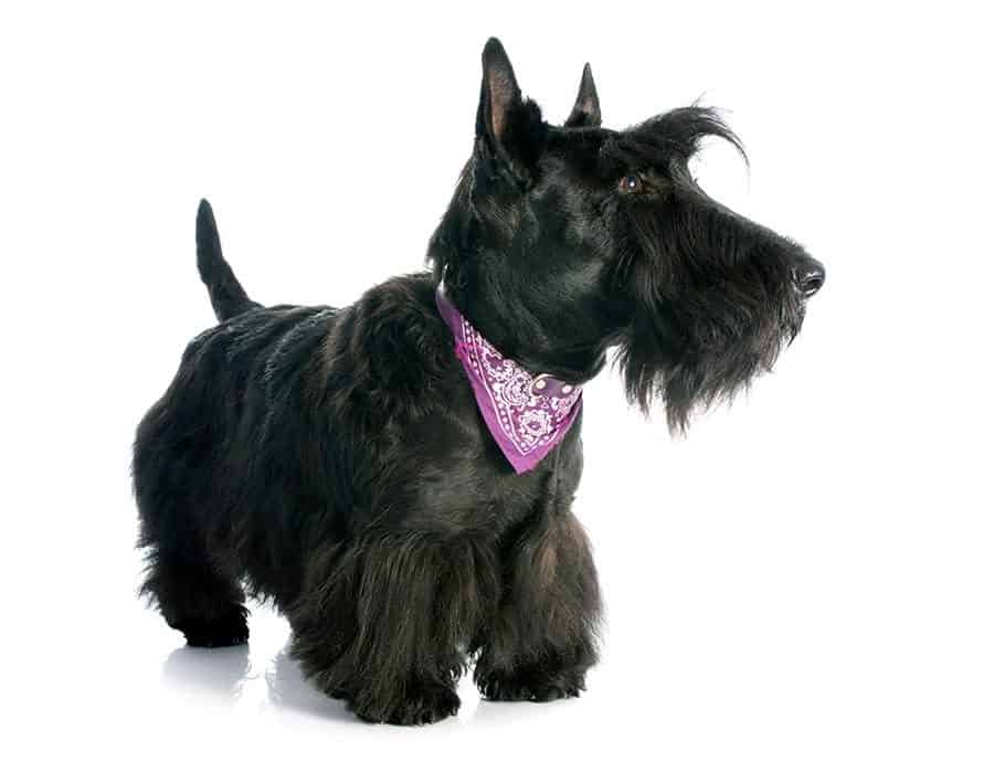 scottish terrier - scottie breed photo