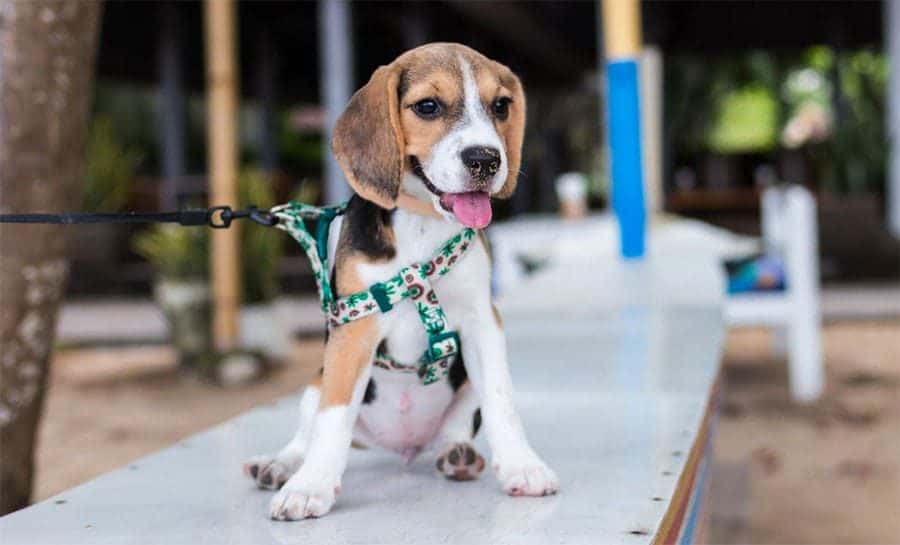 beagle dog breed photo