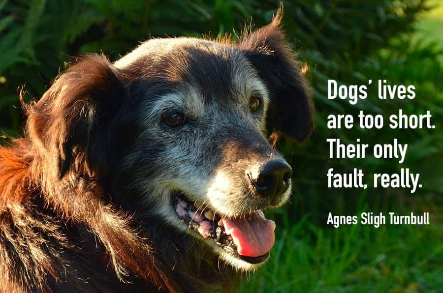dog lives are too short. their only fault really - quote