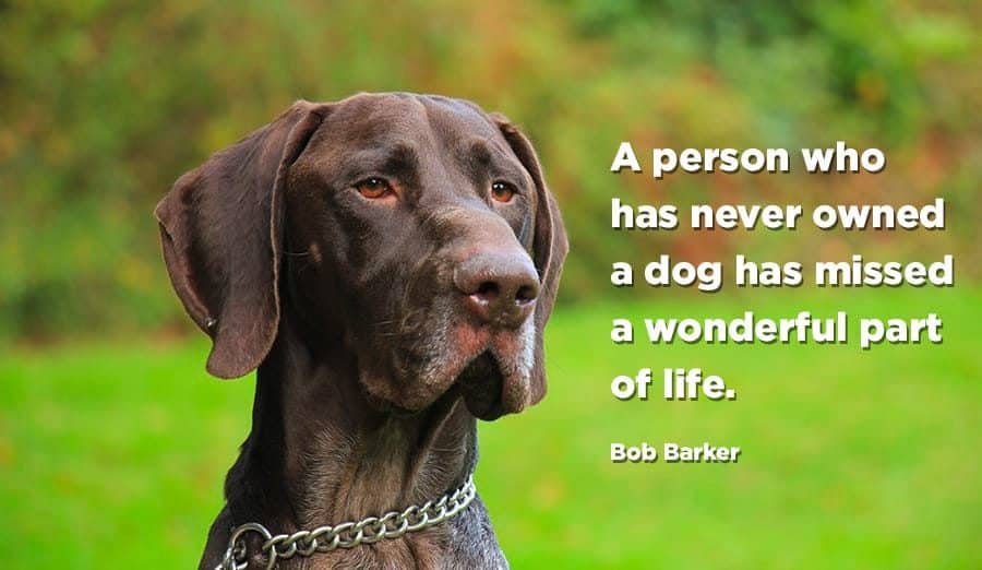 a person who has never owned a dog has missed a wonderful part of life - dog quote