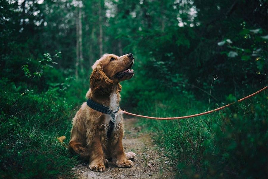 dog on leash - training