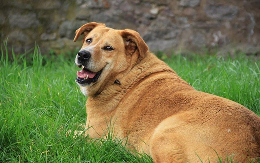 Mixed breed dog