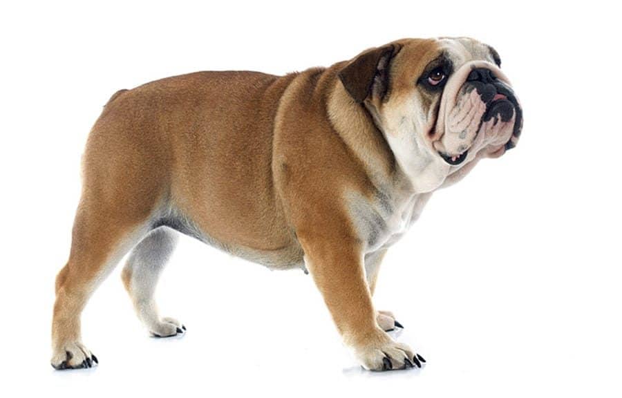 Fat Dog Names - 135+ Ideas for Plump Pups - My Dog's Name