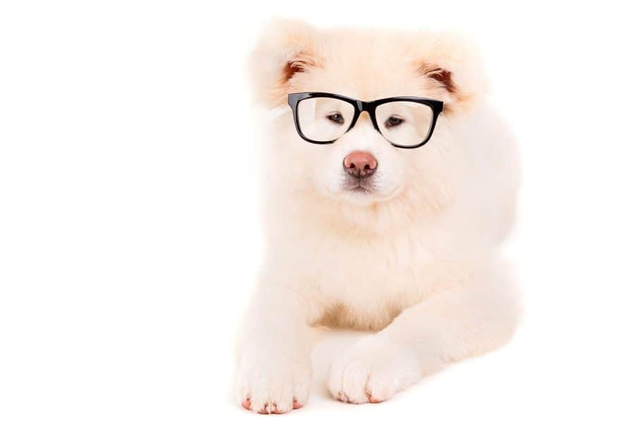 Hipster Dog Names - dog with glasses