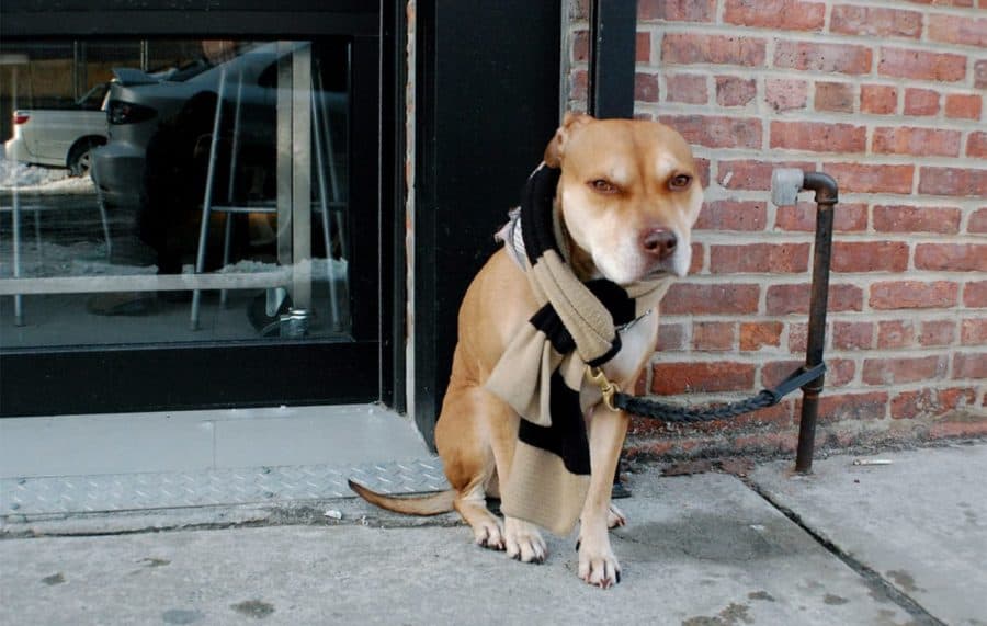 dog wearing scarf