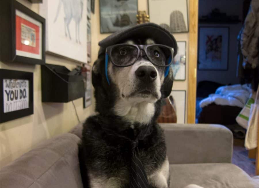 Dog with glasses and hat