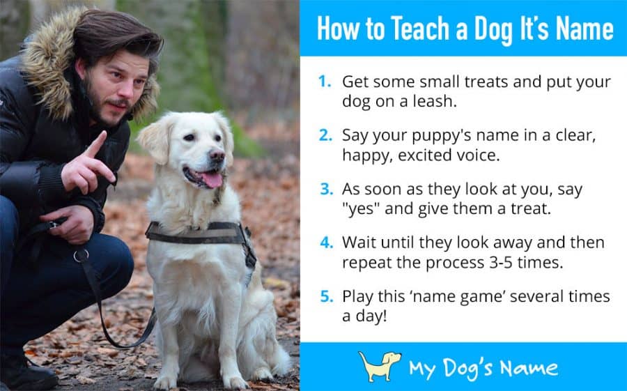 how to teach a dog it's name