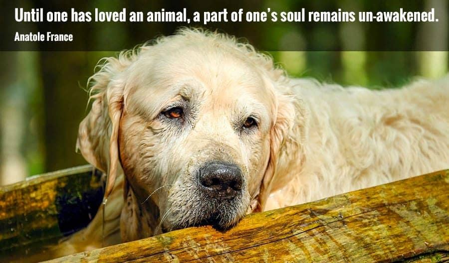 pet loss quotes - sad dog