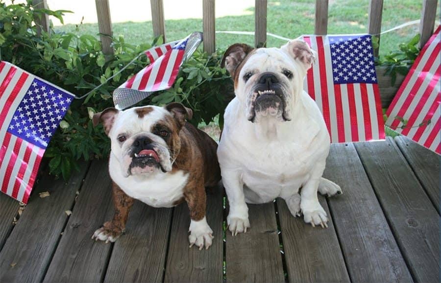 Patriotic Dog Names - Bulldogs with flags