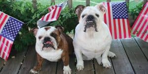Strong & Courageous Police Dog Names - My Dog's Name Strong & Courageous Police Dog Names - My Dog's Name