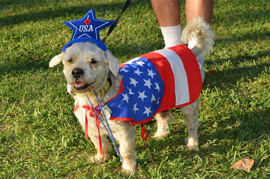 Cute patriotic dog