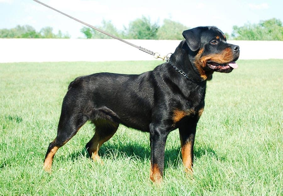 rottweiler breed photo