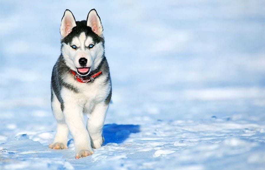 siberian husky puppy