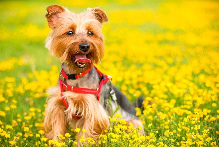 yorkshire terrier breed photo