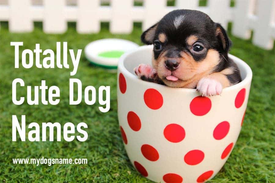 cute dog names - dog in teacup