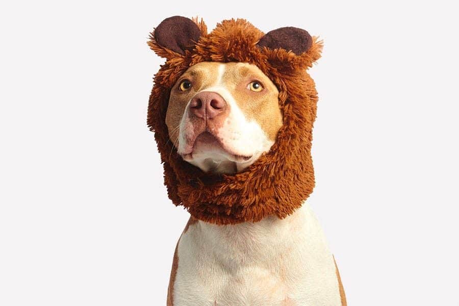 funny dog in bear costume