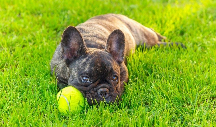perro bulldog francés con pelota de tenis