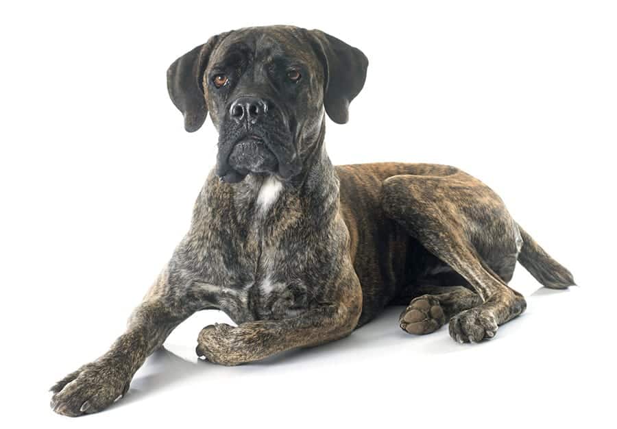 Brindle Dog Names - 125+ Ideas for Beautiful Brindles - My Dog's Name