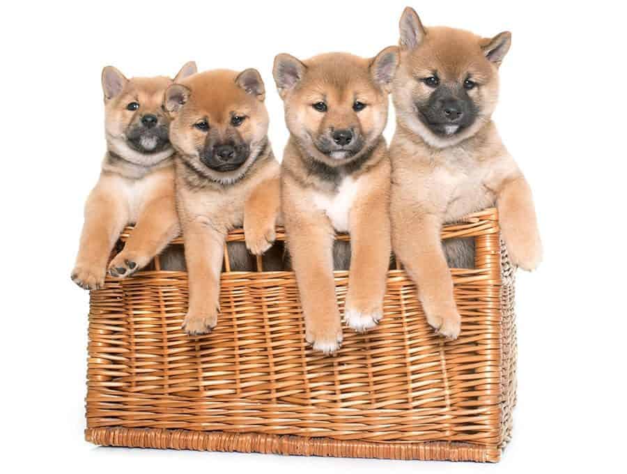 Shiba Inu Puppies - Japanese Dog Names