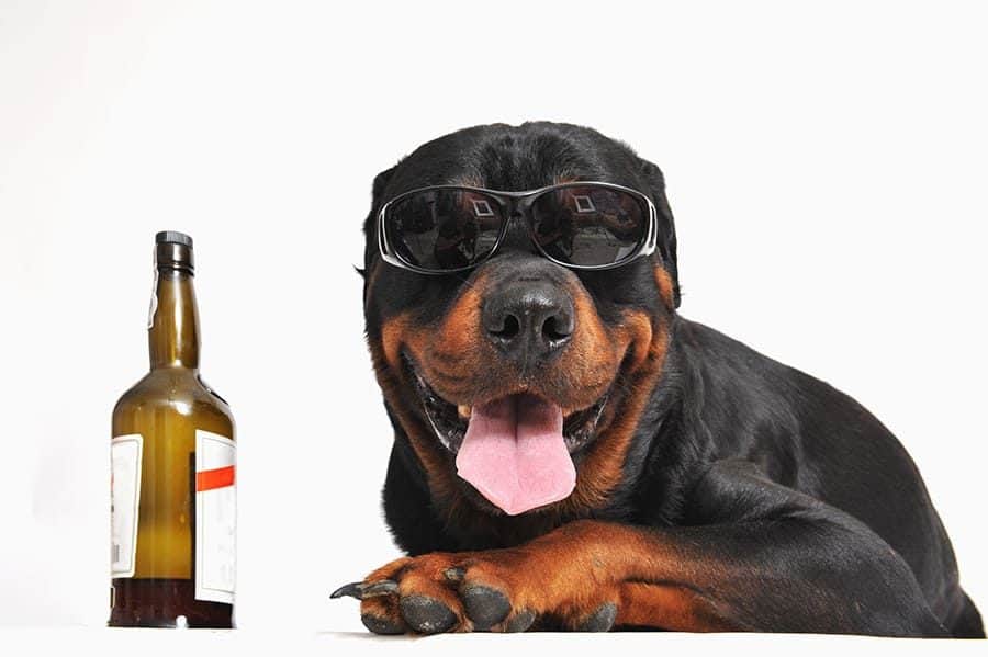 dog with beer bottle