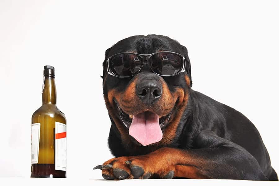 125+ Alcohol Dog Names - Beer, Wine, Cocktails & More