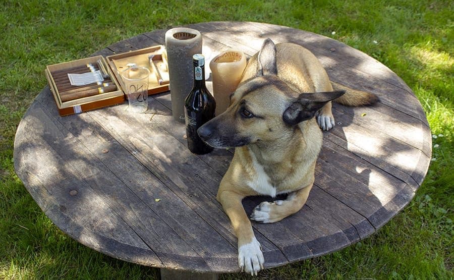 Dog with booze