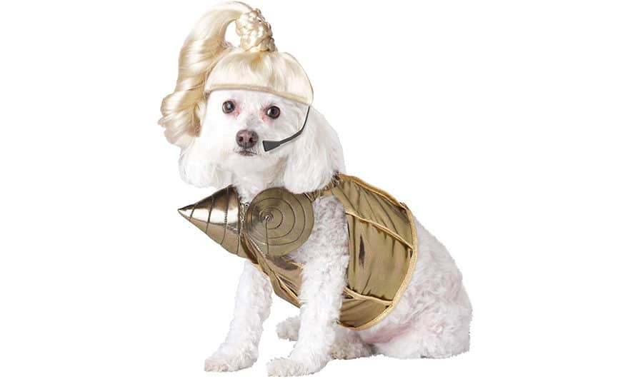 Madonna Dog Costume