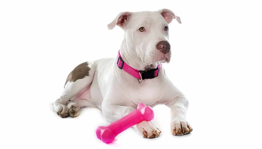 Indestructible Dog Toys For Pit Bulls